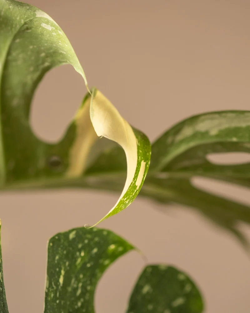 Monstera deliciosa 'Thai Constellation'
