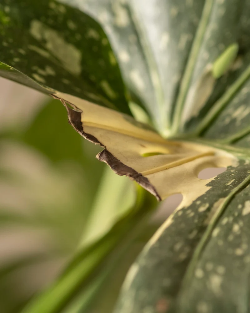 Monstera deliciosa 'Thai Constellation'
