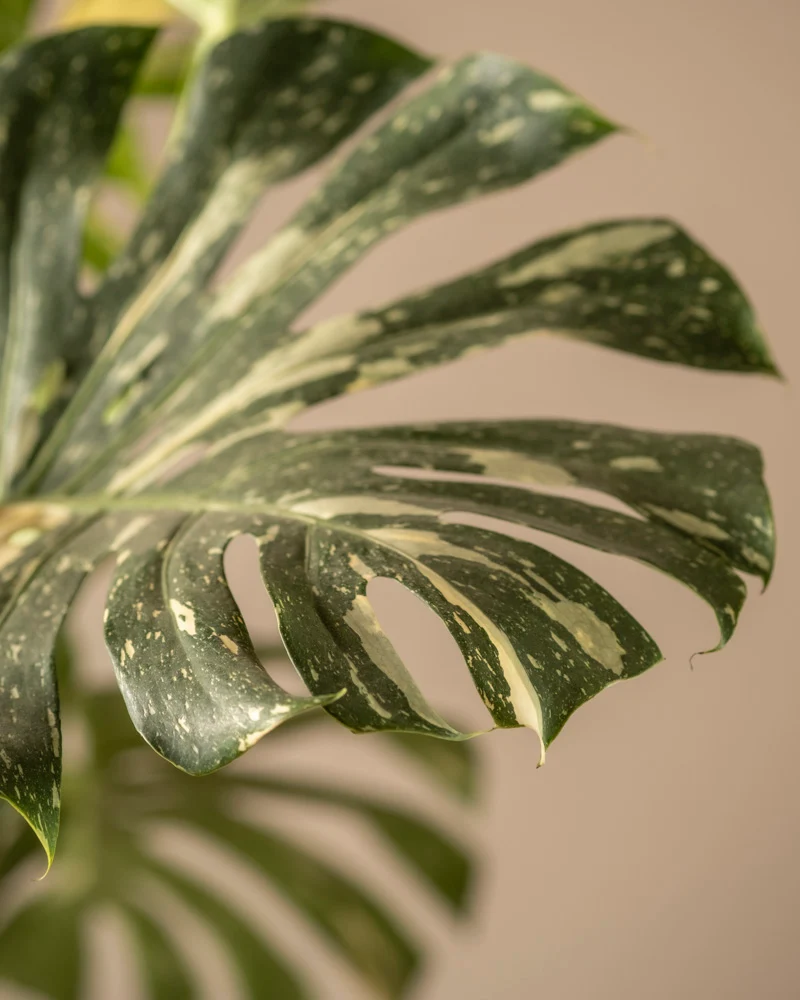 Monstera deliciosa 'Thai Constellation'