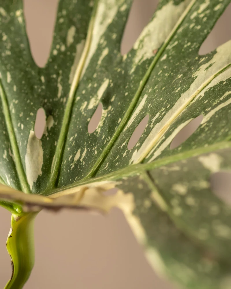 Monstera deliciosa 'Thai Constellation'