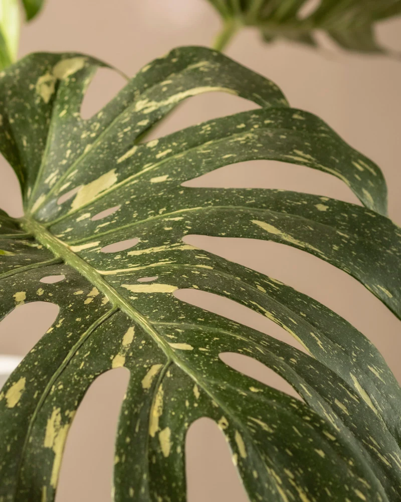 Monstera deliciosa 'Thai Constellation'