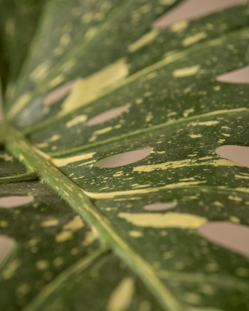 Monstera deliciosa 'Thai Constellation'