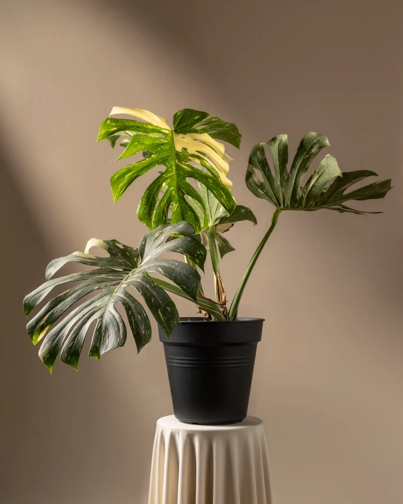 Monstera deliciosa 'Thai Constellation'