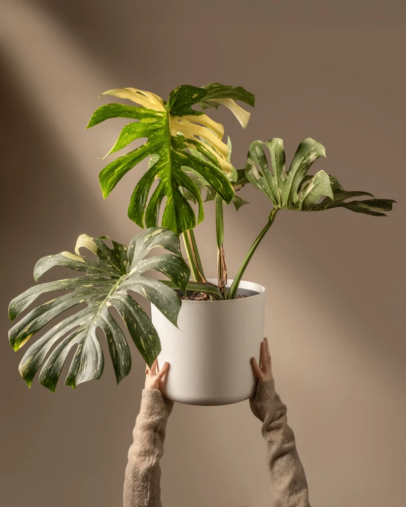 Monstera deliciosa 'Thai Constellation'