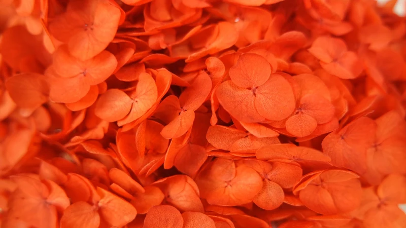 Konservierte Hortensie Anna - 1 Kopf - Orange