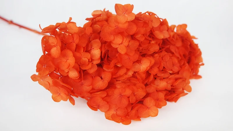 Konservierte Hortensie Anna - 1 Kopf - Orange