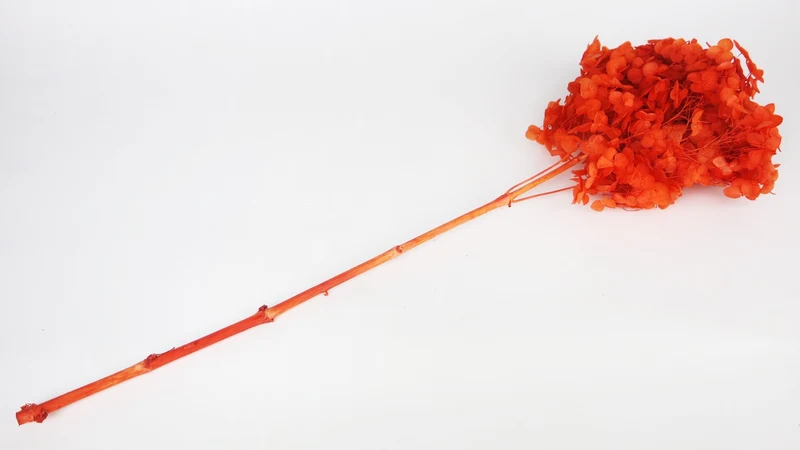 Konservierte Hortensie Anna - 1 Kopf - Orange
