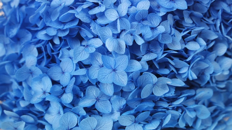 Konservierte Hortensie Anna - 1 Kopf - Blau