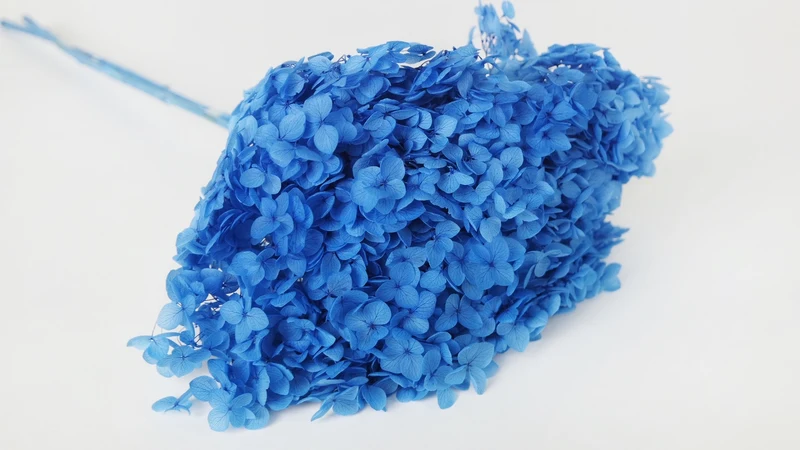 Konservierte Hortensie Anna - 1 Kopf - Blau