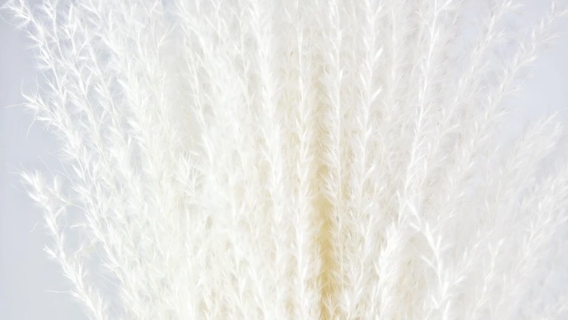 Miscanthus - 10 Stängel - Weiß