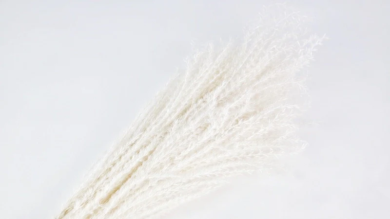 Miscanthus - 10 Stängel - Weiß
