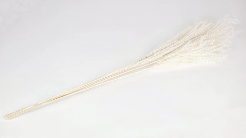 Miscanthus - 10 Stängel - Weiß