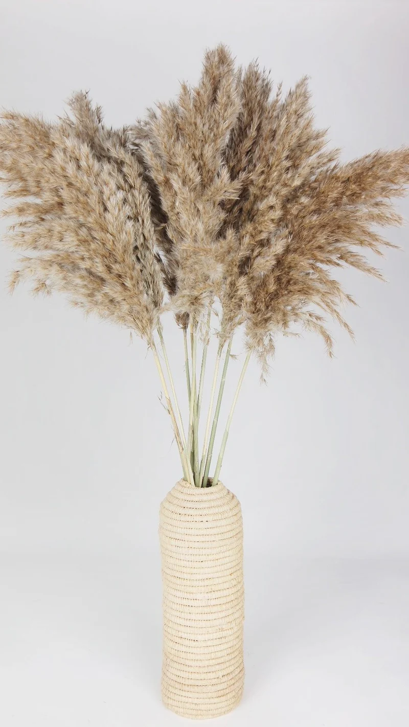 Pampasgras fluffig 75 cm - 10 Stängel - Naturfarbe