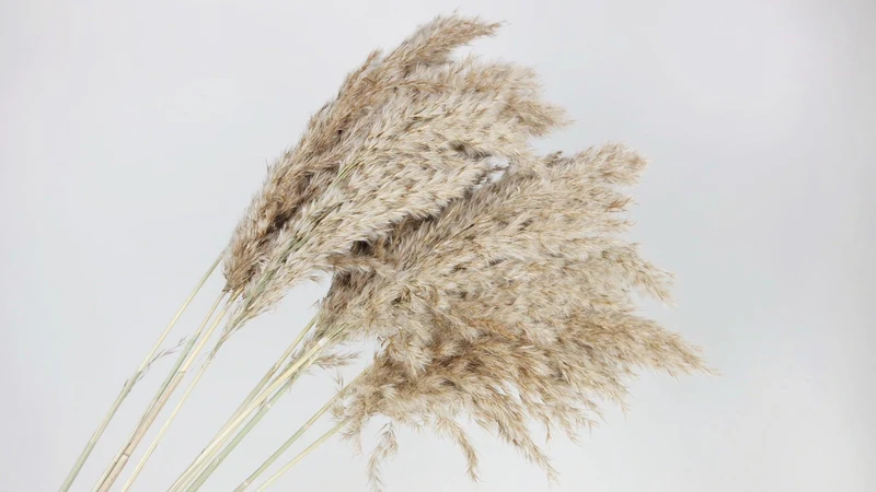 Pampasgras fluffig 75 cm - 10 Stängel - Naturfarbe