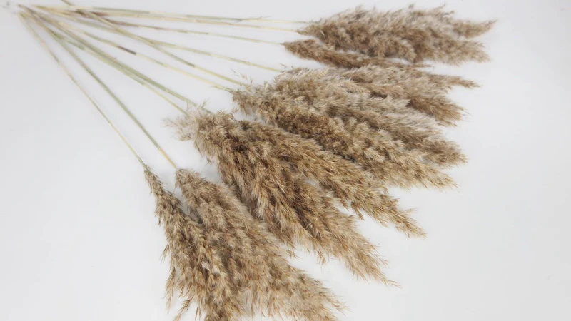 Pampasgras fluffig 75 cm - 10 Stängel - Naturfarbe