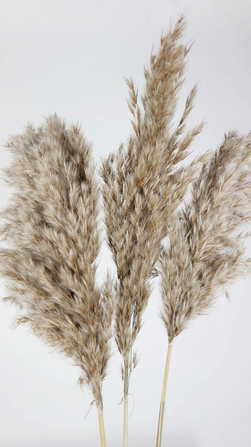 Pampasgras fluffig 75 cm - 10 Stängel - Naturfarbe
