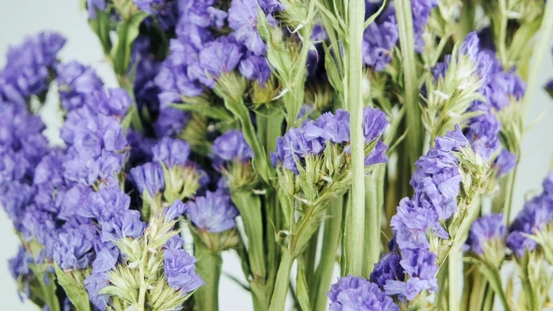 Statice getrocknet - 1 Strauß - Naturfarbe dunkelviolett