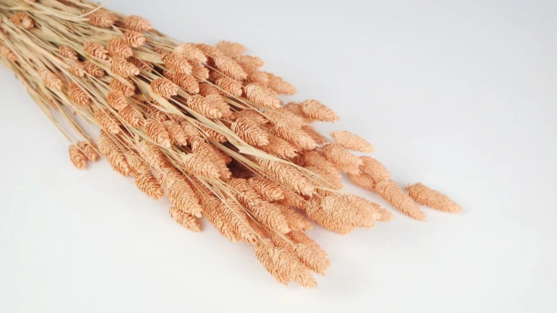 Phalaris getrocknet - 1 Bund - Pfirsich