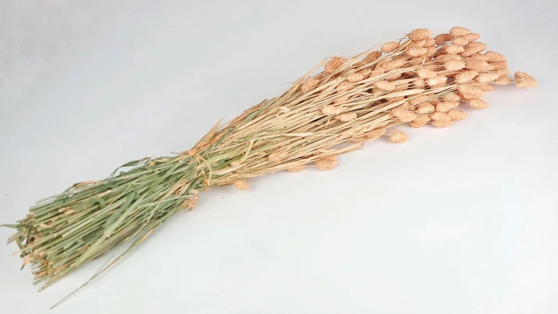 Phalaris getrocknet - 1 Bund - Pfirsich