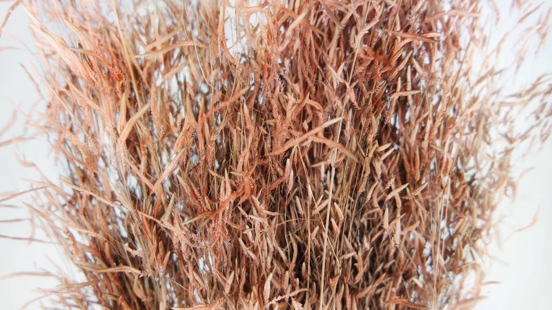 Munni - 1 Bund - Terracotta