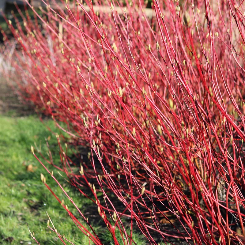 Cornus sibirica - Rote Zweige - 1 Pflanze - Laubabwerfend - Wenig Pflege - Topf 17cm Höhe 45cm