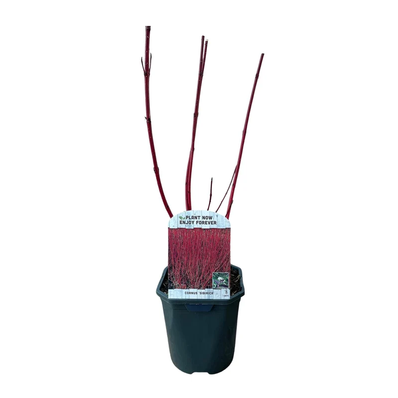 Cornus sibirica - Rote Zweige - 1 Pflanze - Laubabwerfend - Wenig Pflege - Topf 17cm Höhe 45cm