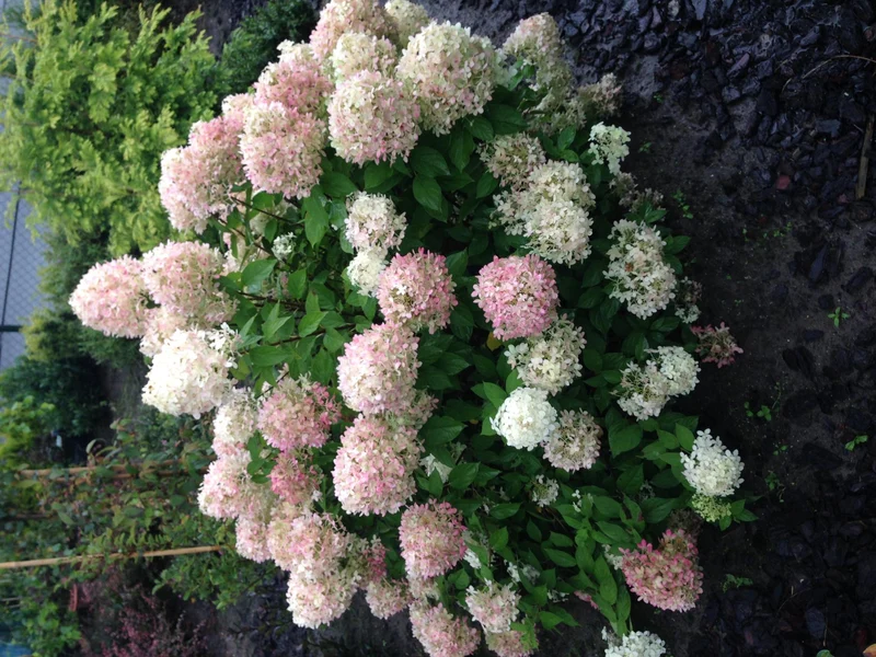 Rispenhortensie - Hydrangea panniculata Limelight - Blüten Creme Weiß - 1 Pflanze - Laubabwerfend - Große Blüten - Topf 17cm Höhe 50cm