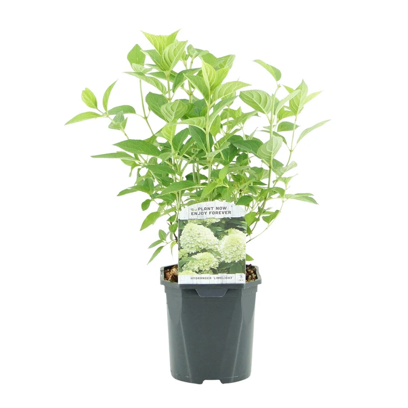 Rispenhortensie - Hydrangea panniculata Limelight - Blüten Creme Weiß - 1 Pflanze - Laubabwerfend - Große Blüten - Topf 17cm Höhe 50cm