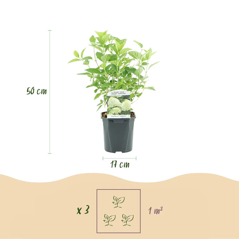 Rispenhortensie - Hydrangea panniculata Limelight - Blüten Creme Weiß - 1 Pflanze - Laubabwerfend - Große Blüten - Topf 17cm Höhe 50cm