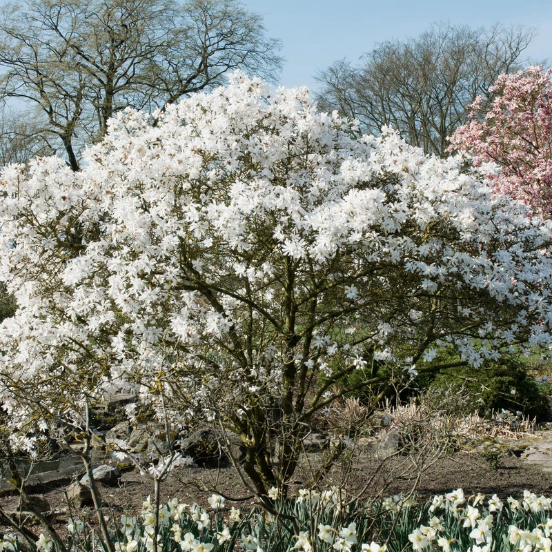 Magnolia Stellata - Blüte Weiß - 1 Pflanze - Laubabwerfend - Wenig Pflege - Topf 17cm Höhe 45cm