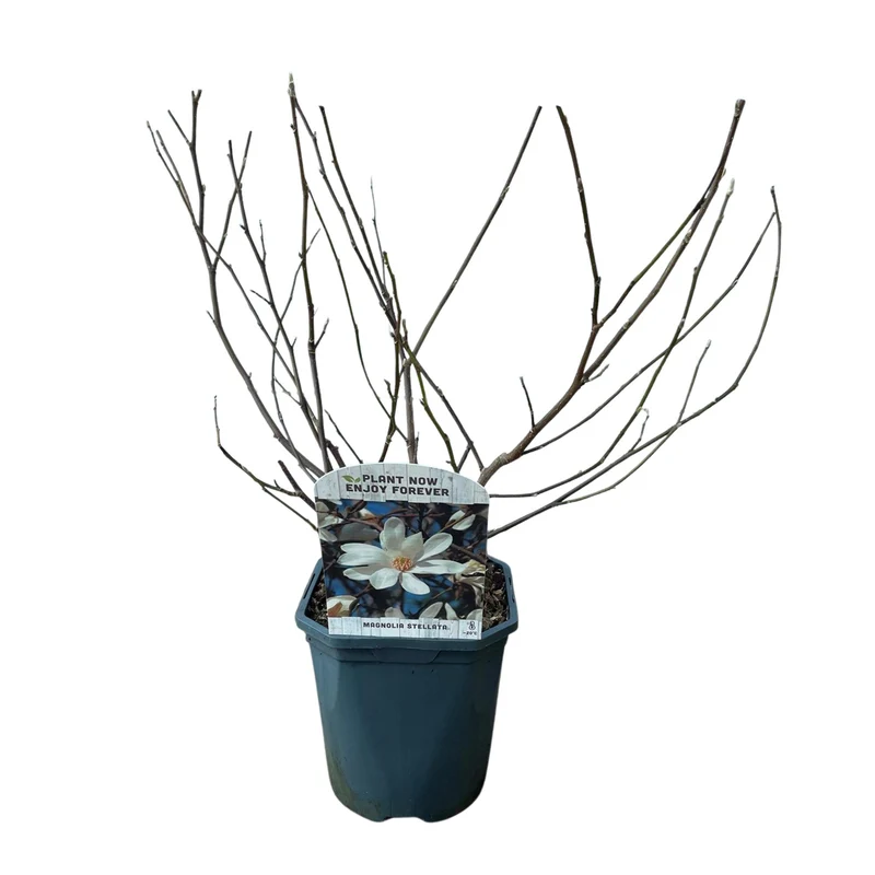 Magnolia Stellata - Blüte Weiß - 1 Pflanze - Laubabwerfend - Wenig Pflege - Topf 17cm Höhe 45cm