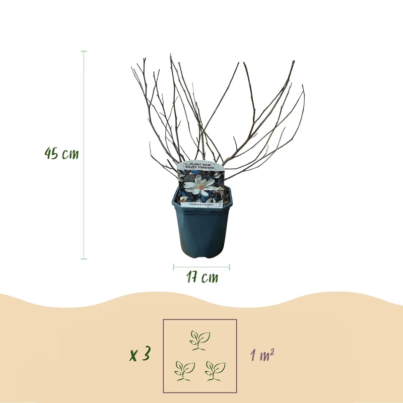 Magnolia Stellata - Blüte Weiß - 1 Pflanze - Laubabwerfend - Wenig Pflege - Topf 17cm Höhe 45cm