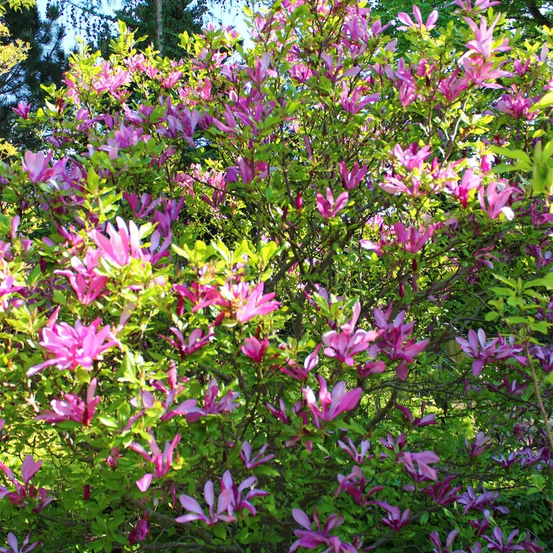 Magnolia Susan - Blumen Dunkelrosa - 1 Pflanze - laubabwerfend - wenig Pflege - Topf 17cm Höhe 45cm