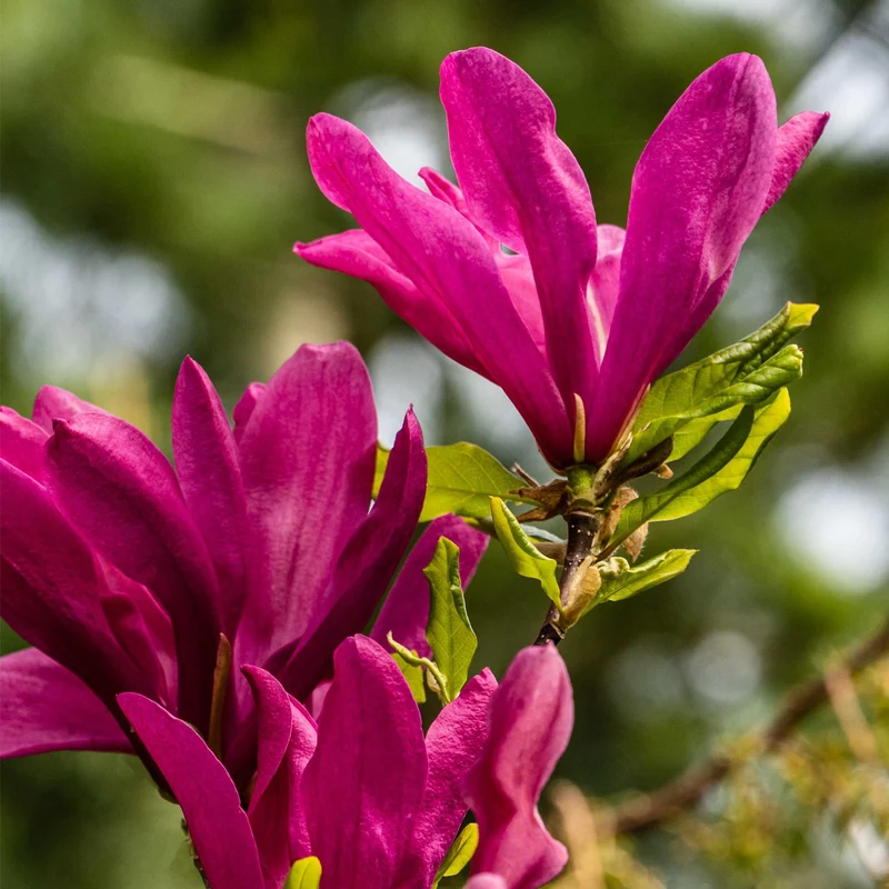 Magnolia Susan - Blumen Dunkelrosa - 1 Pflanze - laubabwerfend - wenig Pflege - Topf 17cm Höhe 45cm