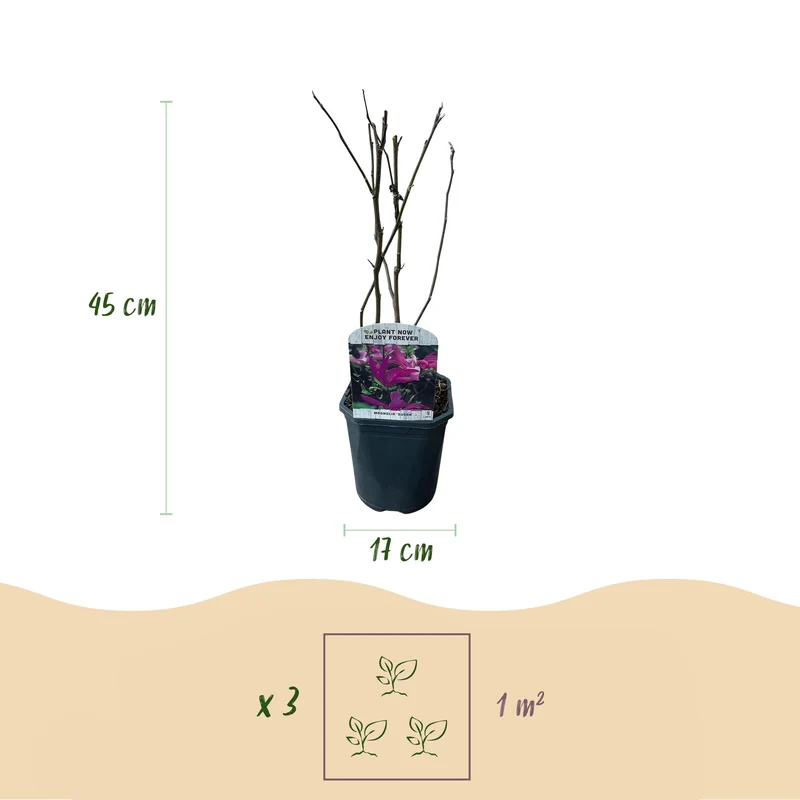 Magnolia Susan - Blumen Dunkelrosa - 1 Pflanze - laubabwerfend - wenig Pflege - Topf 17cm Höhe 45cm