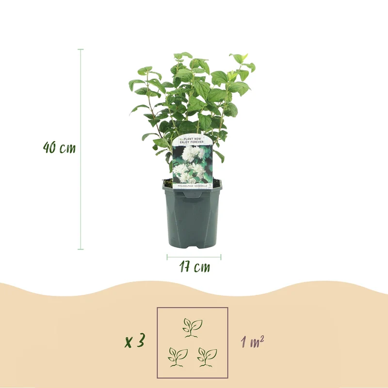 Bauernjasmin - Philadelphus Snowbelle - Blüte Weiß - 1 Pflanze - Laubabwerfend - Wenig Pflege - Topf 17cm Höhe 45cm