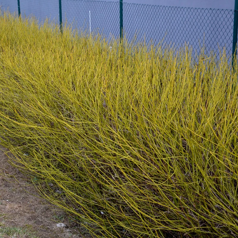 Cornus alba Flaviramea - Grüne Zweige - 1 Pflanze - Laubabwerfend - Wenig Pflege - Topf 17cm Höhe 45cm