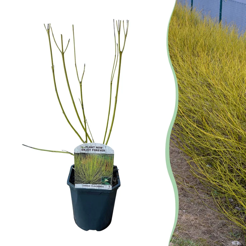 Cornus alba Flaviramea - Grüne Zweige - 1 Pflanze - Laubabwerfend - Wenig Pflege - Topf 17cm Höhe 45cm