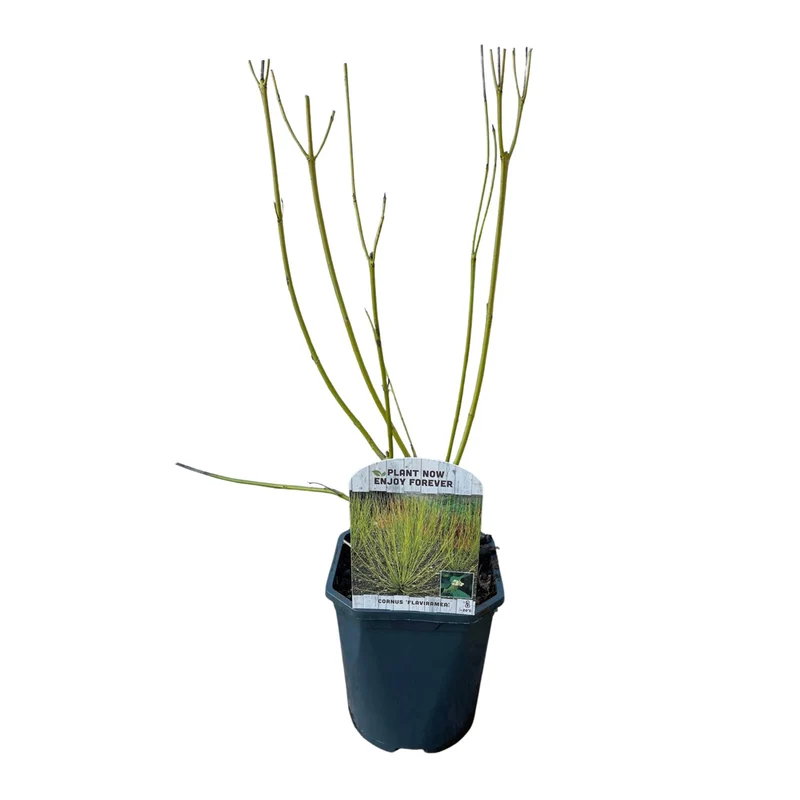 Cornus alba Flaviramea - Grüne Zweige - 1 Pflanze - Laubabwerfend - Wenig Pflege - Topf 17cm Höhe 45cm