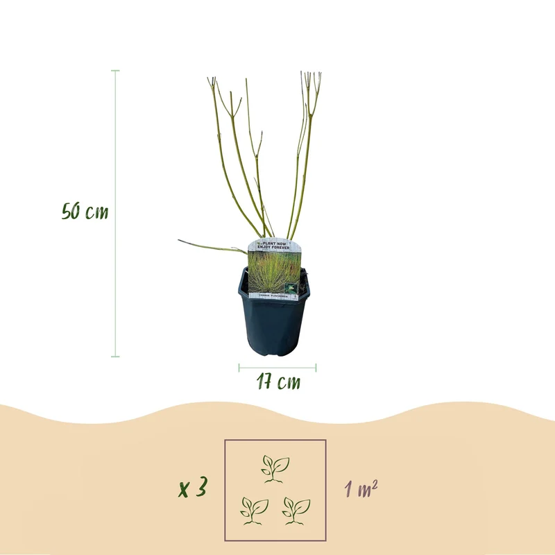 Cornus alba Flaviramea - Grüne Zweige - 1 Pflanze - Laubabwerfend - Wenig Pflege - Topf 17cm Höhe 45cm