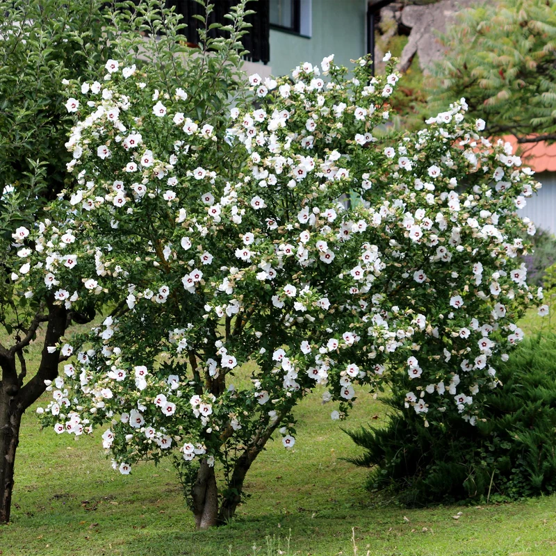 Hibiscus syriacus Red Heart - Blüte Weiß Mit Rotem Herzen - 1 Pflanze - Laubabwerfend - Wenig Pflege - Topf 17cm Höhe 45cm