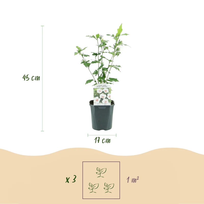 Hibiscus syriacus Red Heart - Blüte Weiß Mit Rotem Herzen - 1 Pflanze - Laubabwerfend - Wenig Pflege - Topf 17cm Höhe 45cm