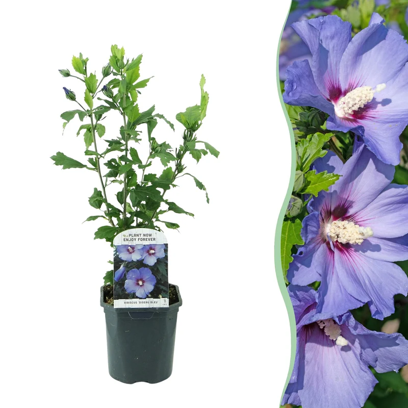 Hibiscus syriacus Oiseau Blue - Blüte Blau - 1 Pflanze - Laubabwerfend - Wenig Pflege - Topf 17cm Höhe 45cm