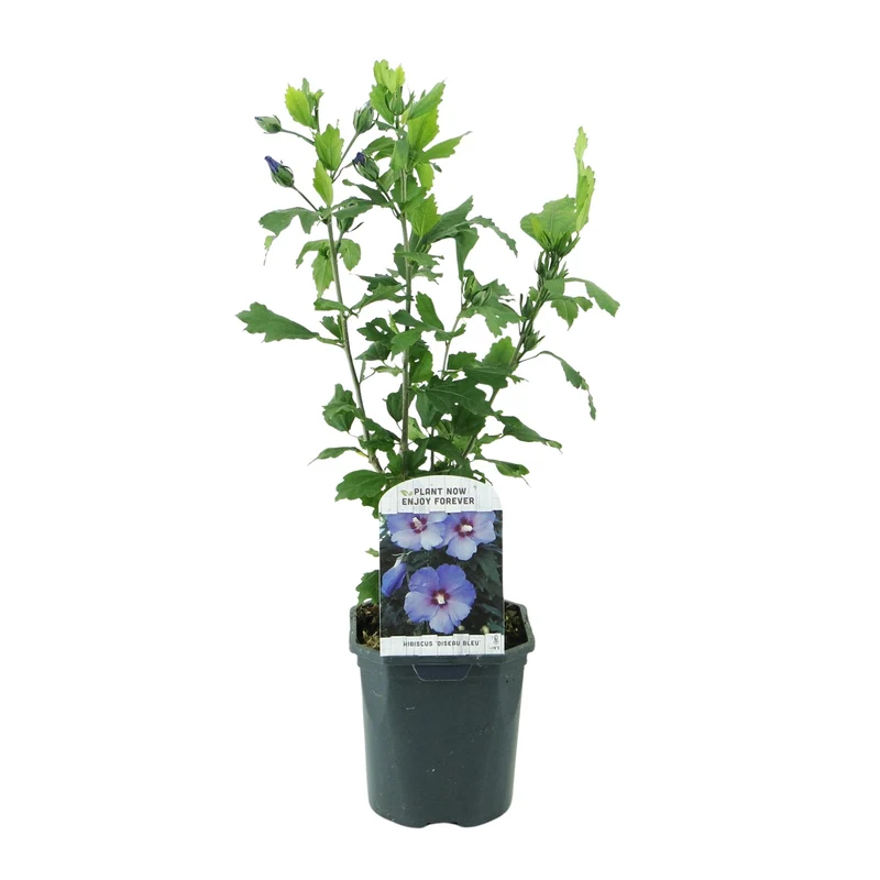 Hibiscus syriacus Oiseau Blue - Blüte Blau - 1 Pflanze - Laubabwerfend - Wenig Pflege - Topf 17cm Höhe 45cm