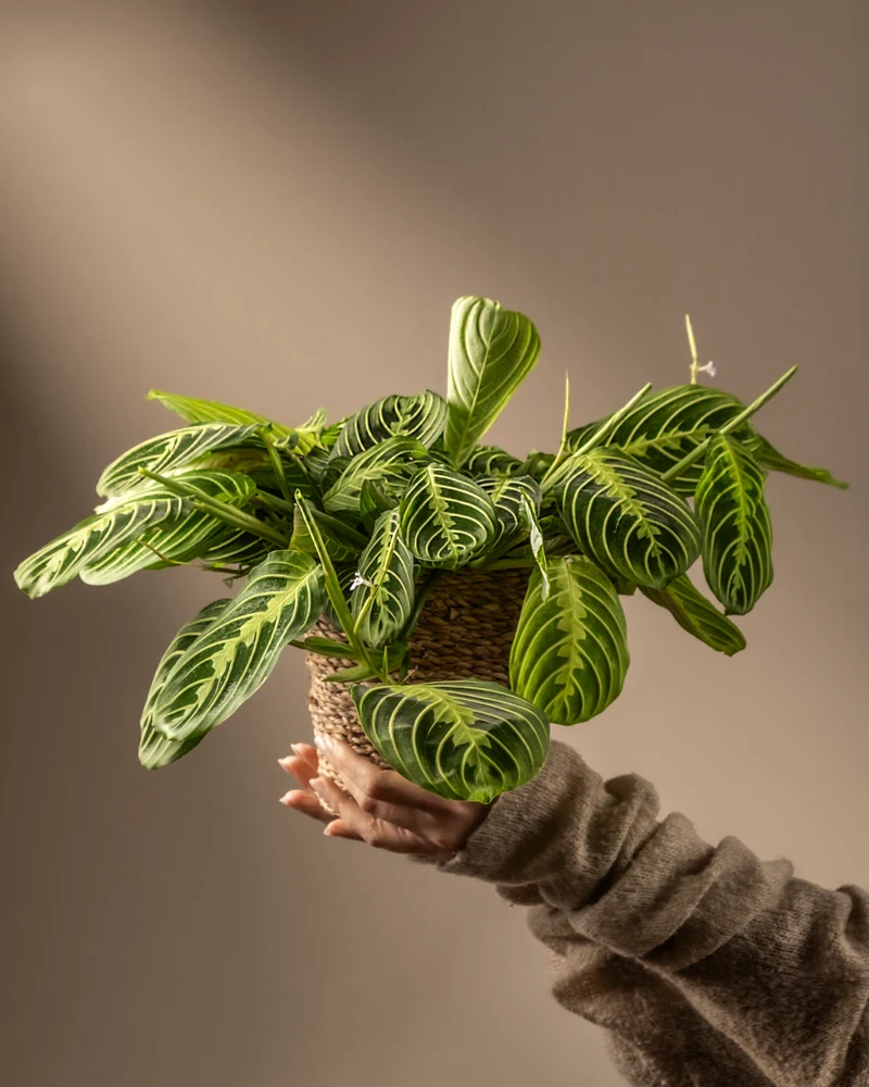 Maranta Lemon Lime