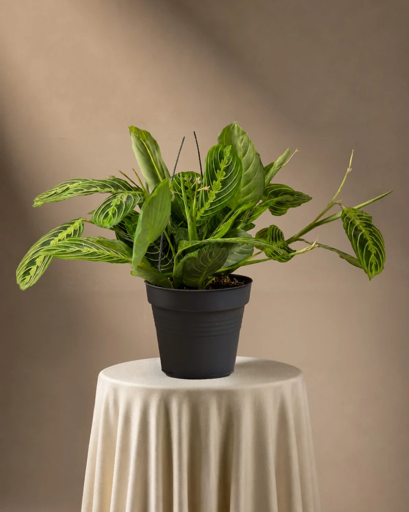 Maranta Lemon Lime