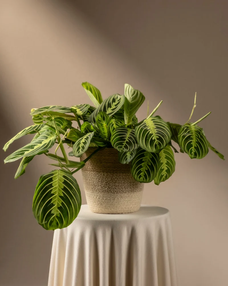Maranta Lemon Lime