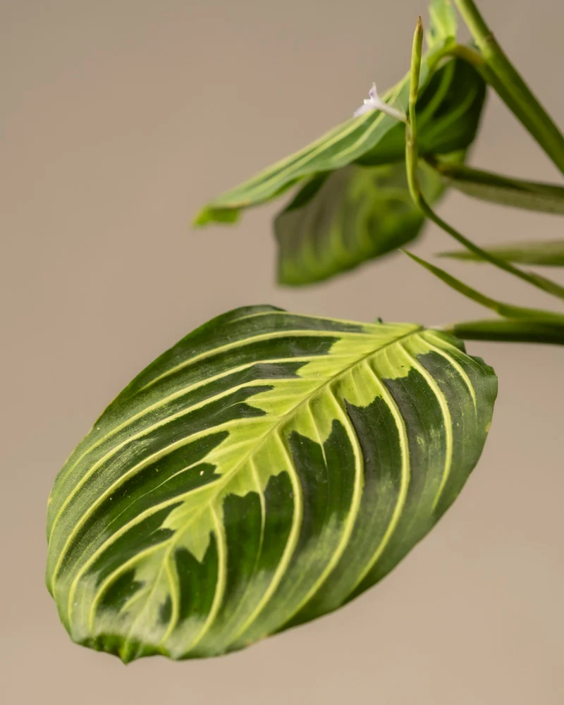 Maranta Lemon Lime
