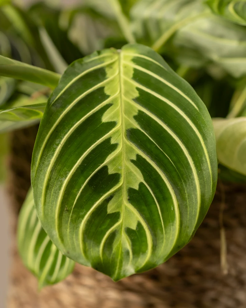Maranta Lemon Lime