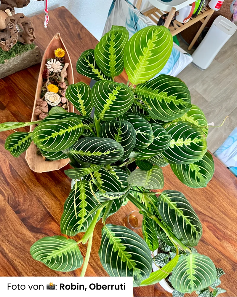 Maranta Lemon Lime